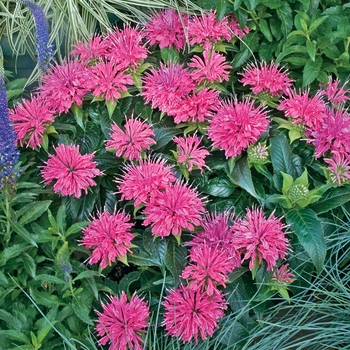 Monarda didyma - 'Pardon My Pink'