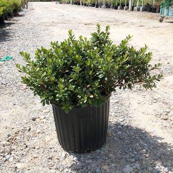 Rhododendron hybrid - 'Gumpo Pink' 