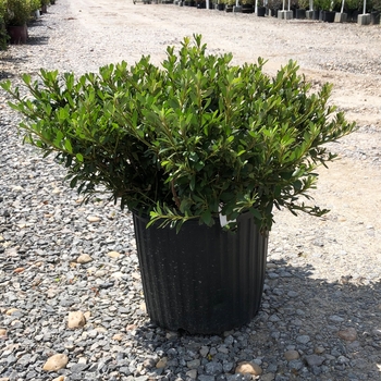 Rhododendron hybrid - 'Gumpo White'