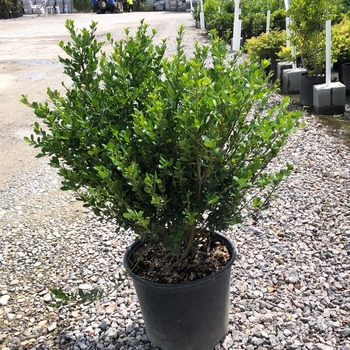 Ilex crenata 'Compacta' - Compact Japanese Holly