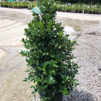 Ilex - 'Oak Leaf™' Red Holly