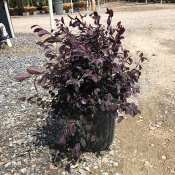 Loropetalum chinense 'Ruby' - Ruby Loropetalum