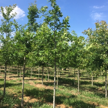 Quercus nuttallii - Nuttall Oak