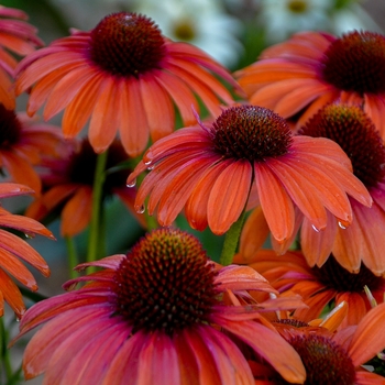 Echinacea hybrid - Color Coded™ 'Orange You Awesome'