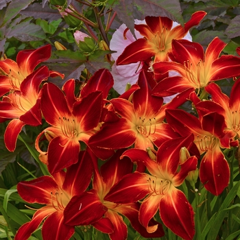 Hemerocallis hybrid - Rainbow Rhythm® Ruby Spider