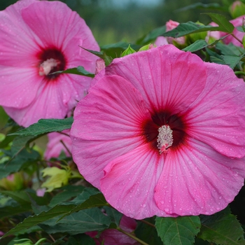 Hibiscus (Rose Mallow) - Summerific® 'Candy Crush'