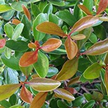 Ternstroemia gymnathera 'LeAnn' - Cleyera