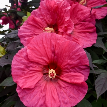 Summerific® 'Evening Rose' -Hibiscus hybrid