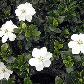 Gardenia jasminoides 'Daisy' (Cape Jasmine) - Daisy Cape Jasmine