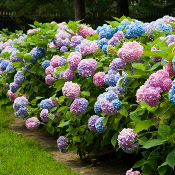 Hydrangea macrophylla - The Original®