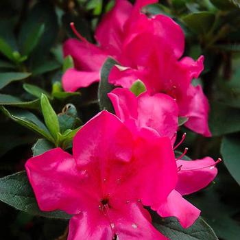  Azalea - Encore® Autumn Fire®