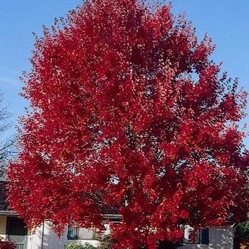 Acer rubrum 'Summer Red' - Red Maple