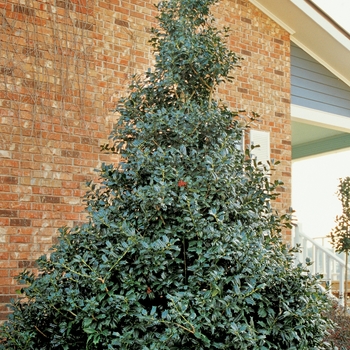 Ilex x 'Conin' PP9486 - Robin ™ Red Holly