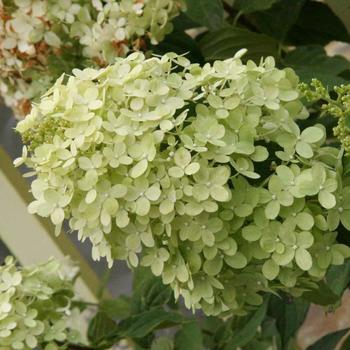 Hydrangea paniculata - 'Limelight' 