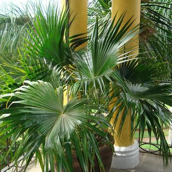 Livistona chinensis - Chinese Fan Palm