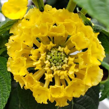 Lantana camara - Luscious ® Bananarama™