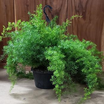  Densiflorous 'Sprengeri' - Springerii Asparagus Fern Basket