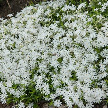 Phlox subulata - 'Snowflake' Creeping Phlox