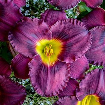 Hemerocallis hybrid - Rainbow Rhythm® Nosferatu