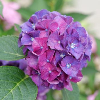 Hydrangea macrophylla - Wee Bit Grumpy®