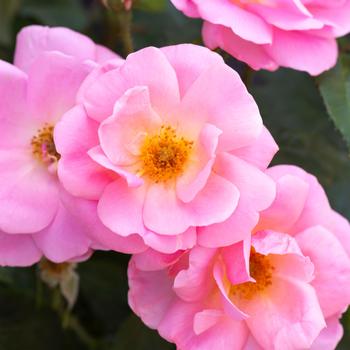 Rosa 'Radgor' - Peachy Knock Out Rose