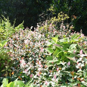 'Snow n Summer - Asiatic Jasmine