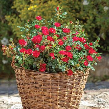 Rosa 'Radral' (Rose) - Petite Knock Out Rose