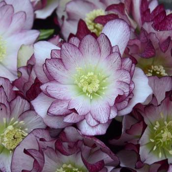 Helleborus x - Wedding Party™ 'Blushing Bridesmaid'