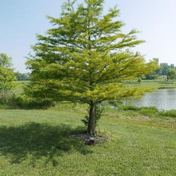 Taxodium distichum - Bald Cypress