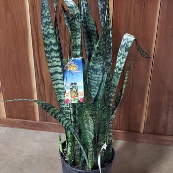 Sansevieria Laurentiis - Snake Plant 'Black Coral'