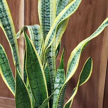 Sansevieria - Snake Plant laurantii