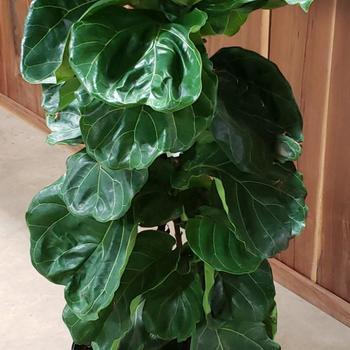 Ficus 'fiddle leaf' - Fiddle-Leaf Fig