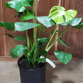 Monstera deliciosa 'Cheesecake' - Split Leaf Philodendron