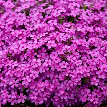 Phlox (Creeping Phlox) - Spring Bling™ 'Ruby Riot'