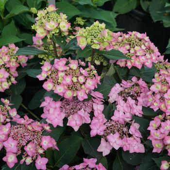 Hydrangea serrata - Let's Dance Can Do®