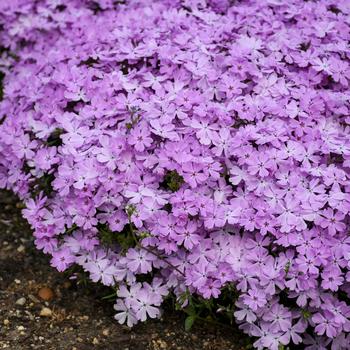 Hybrid Spring Phlox - Spring Bling™ 'Pink Sparkles'