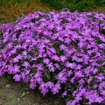 Phlox subulata - Spring Bling™ 'Rose Quartz' Creeping Phlox