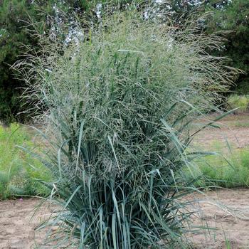 Panicum virgatum - 'Blue Fountain' Blue Switch Grass