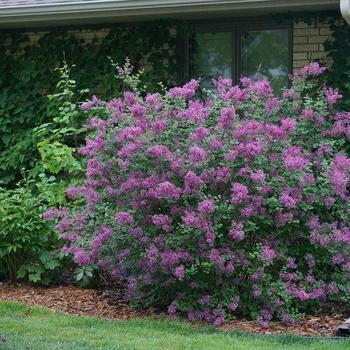 Syringa x - Bloomerang® Dark Purple