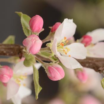 Malus domestica - Pink Lady® 