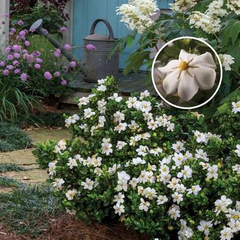 Gardenia jasminoides 'Leetwo' PP27601 - ScentAmazing™