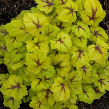 Heucherella - 'Catching Fire' 