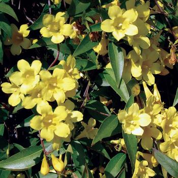 Gelsemium sempervirens - Carolina Jasmine