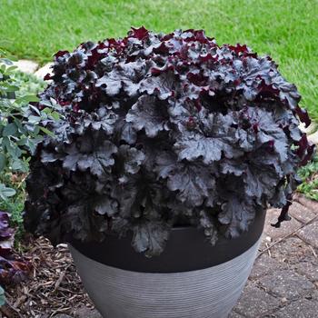Heuchera (Coral Bells) - Dressed Up™ 'Evening Gown'