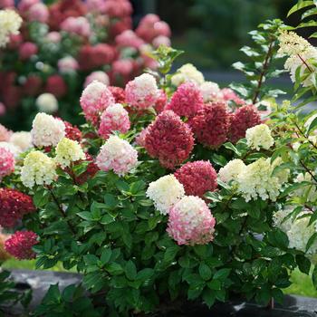 Hydrangea paniculata 'SMNHPH' PP 33207, Can PBRAF (Panicle Hydrangea) - Little Lime Punch™ Panicle Hydrangea