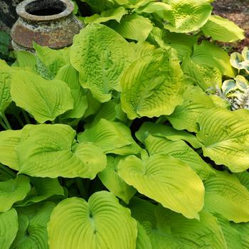 Hosta (Hosta, Plantain Lily) - Shadowland® 'Coast to Coast'