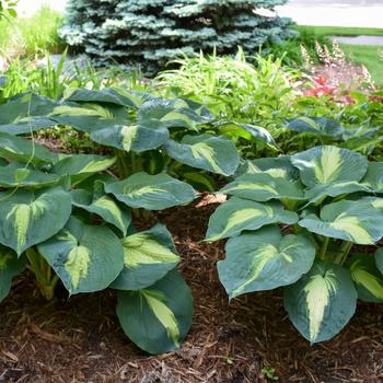 Hosta ''Hudson Bay'' PP23598, Can 4947 (Hosta) - Shadowland® Hudson Bay