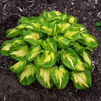 Hosta (Hosta, Plantain Lily) - Shadowland® 'Etched Glass'