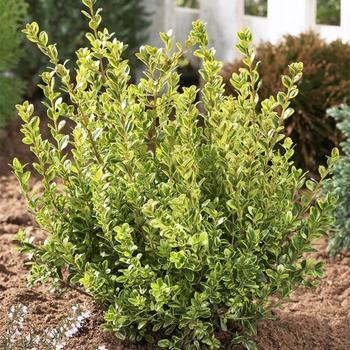 Buxus microphylla - Golden Dream™ Boxwood