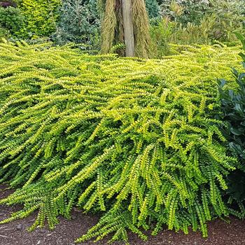 Lonicera nitida ''Golden Glow'' PP26598 (Honeysuckle) - Thunderbolt™ Golden Glow